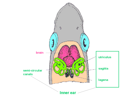 semicircular canals otoliths