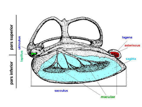 otoliths ear